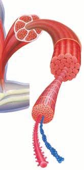 Skeletal muscle Muscle fiber Many skeletal muscles are arranged in pairs that work in opposition