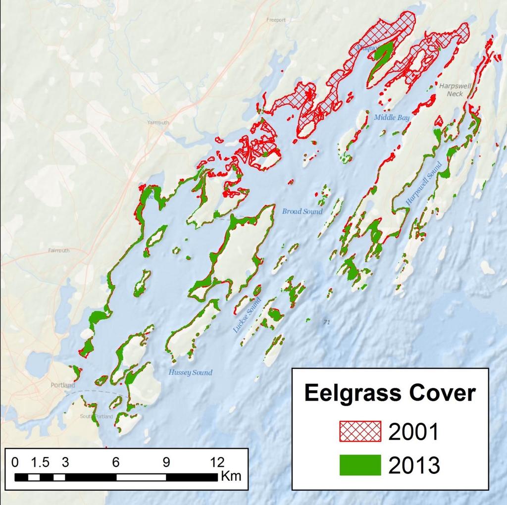 Eelgrass Destroyed by Invasive