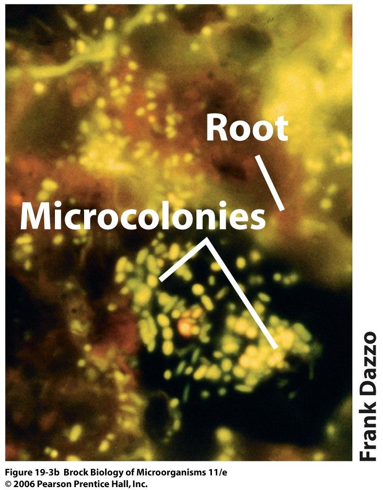 (b) Fluorescence photomicrograph of a natural microbial community colonizing plant roots in soil.