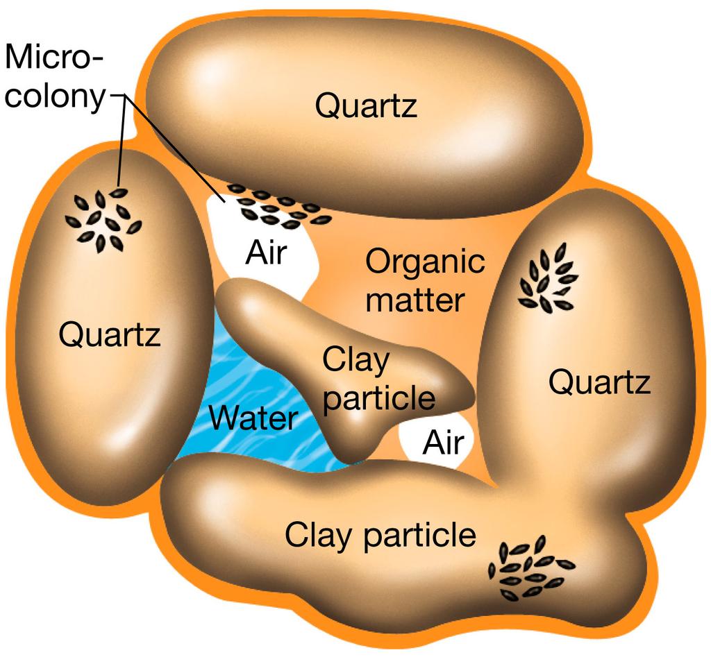 Microenvironments in soil particles 土壤颗粒微环境 Very few microorganisms are found free in the
