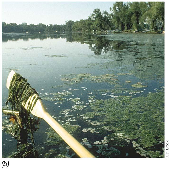 A eutrophic lake: algae, cyanobacteria, and macrophytes develop in response to pollution by inorganic nutrients.