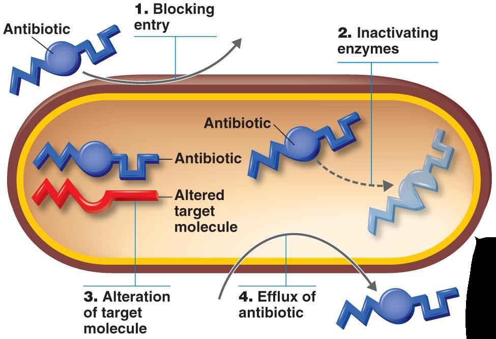 Resistance to Antibiotics Inactivating enzymes: (i.e. enzymatic destruction of drug) e.