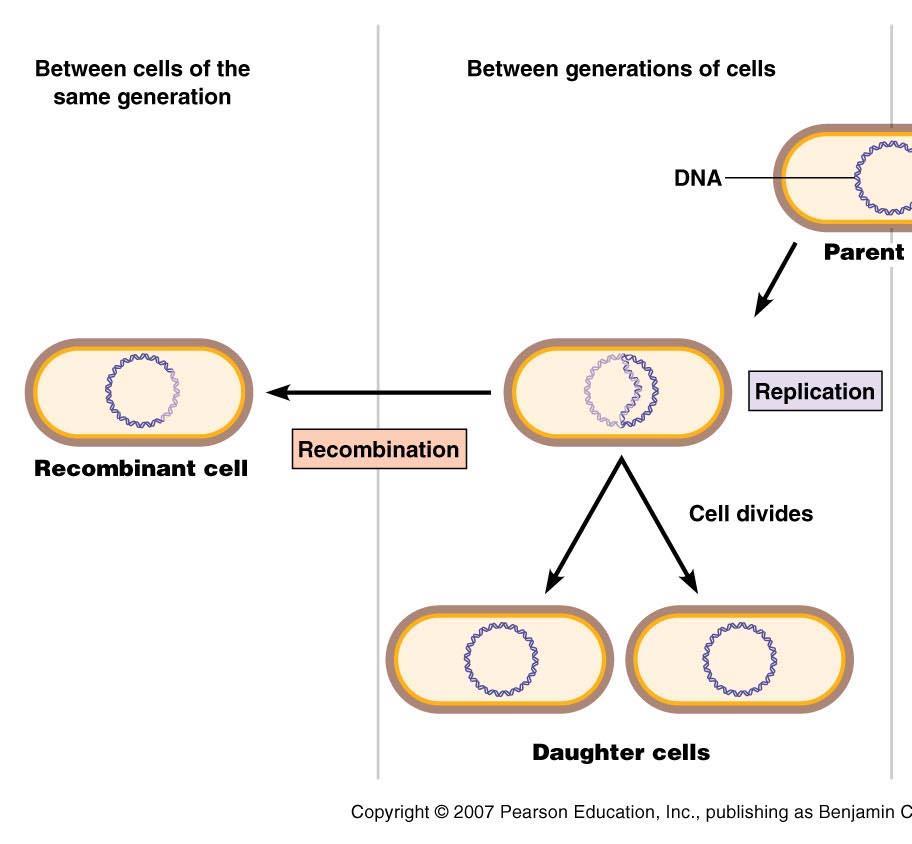 CRE genes move through horizontal gene transfer