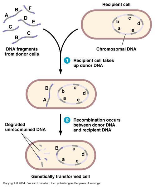 Horizontal gene transfer: Transformation DNA transferred: -Cell free or naked DNA Requirements: