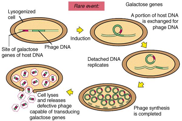 Horizontal gene transfer: Specialized transduction DNA: -Bacterial chromosome fragment near prophage Requirements: -Lysogenic phage inserts phage DNA into host chromosome to become a prophage