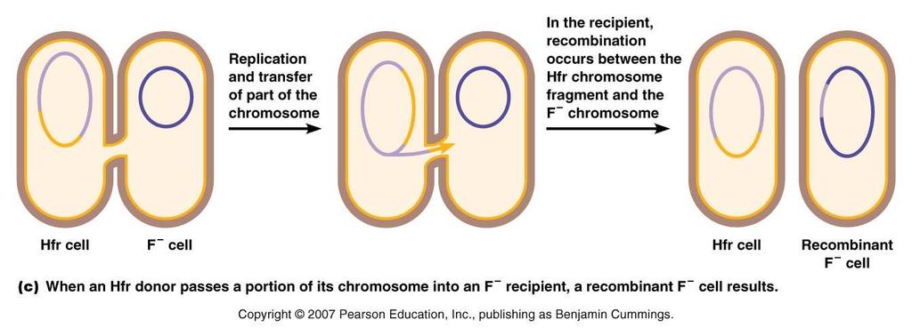 chromosome and become a high-frequency of recombination cell (Hfr) -Hfr will