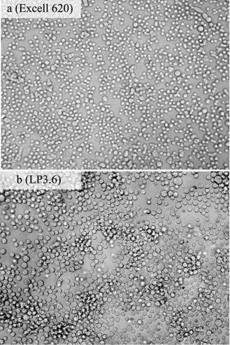 1072 ISSN1000-3061 CN11-1998/Q Chin J Biotech July 25, 2009 Vol.25 No.7 Primatone) 114% 103% 46%, 30%, ( 1) ;, 2.3.2 (15~58 h),, 4 Y Lac/Gluc 1.23 mmol/mmol, 60% 图 2 GS-NS0 细胞在 Excell 620 和 LP3.