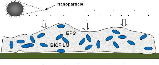 Nanoparticles (cont.