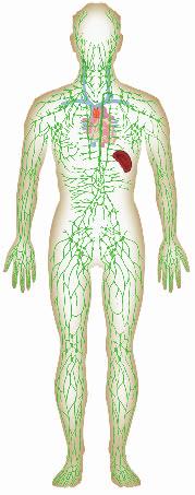 Physiology 103 California Biology/Life Science Standard BI 10.f Superior vena cava Thymus White blood cells guard against infection, fight parasites, and attack bacteria.