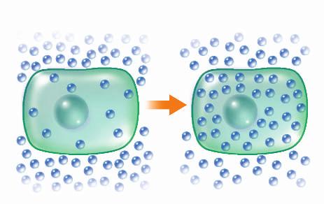Cell Biology 7 California Biology/Life Science Standard BI 1.a DIFFUSION Osmosis is the diffusion of water through a selectively permeable membrane.