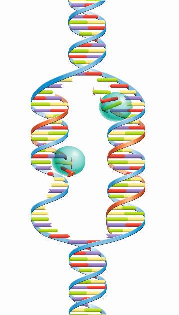 Nitrogenous bases Genetics 50 California Biology/Life Science Standard BI 5.