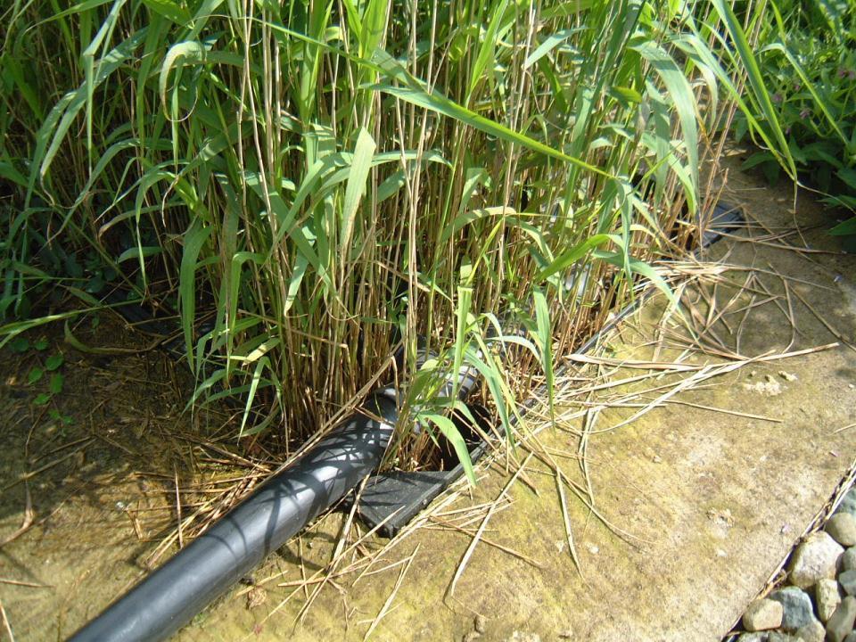 Reed-bed system 63