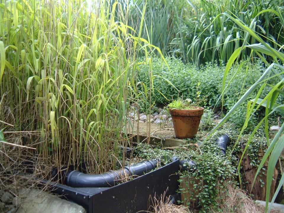 Reed-bed system Special reeds absorb oxygen from the air.