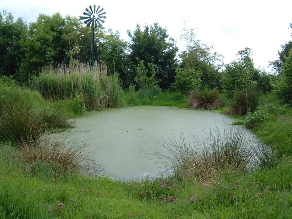 Reed-bed system Treated water from