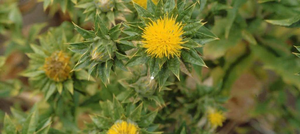 safflowers What s new Introduction A.1 Safflower agronomy at a glance...xiv A.2 Crop overview...xv A.2.1 Marketing safflower... xvi Seed...xvi Linoleic oil...xvii A.2.2 Potential industry growth.