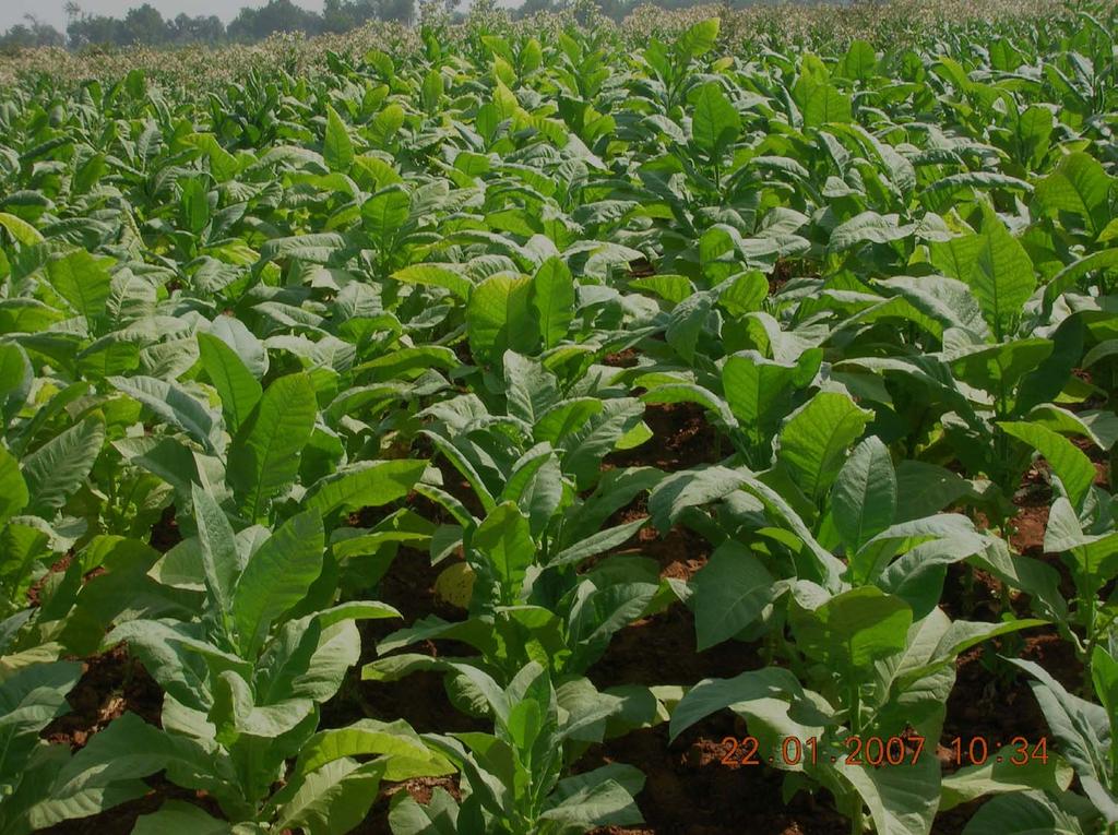 * Economics of Supplemental Irrigation to FCV Tobacco Using Harvested Water in Alfisols of Prakasam District, Andhra Pradesh R.Sreenivasulu, A.R.Panda and V.