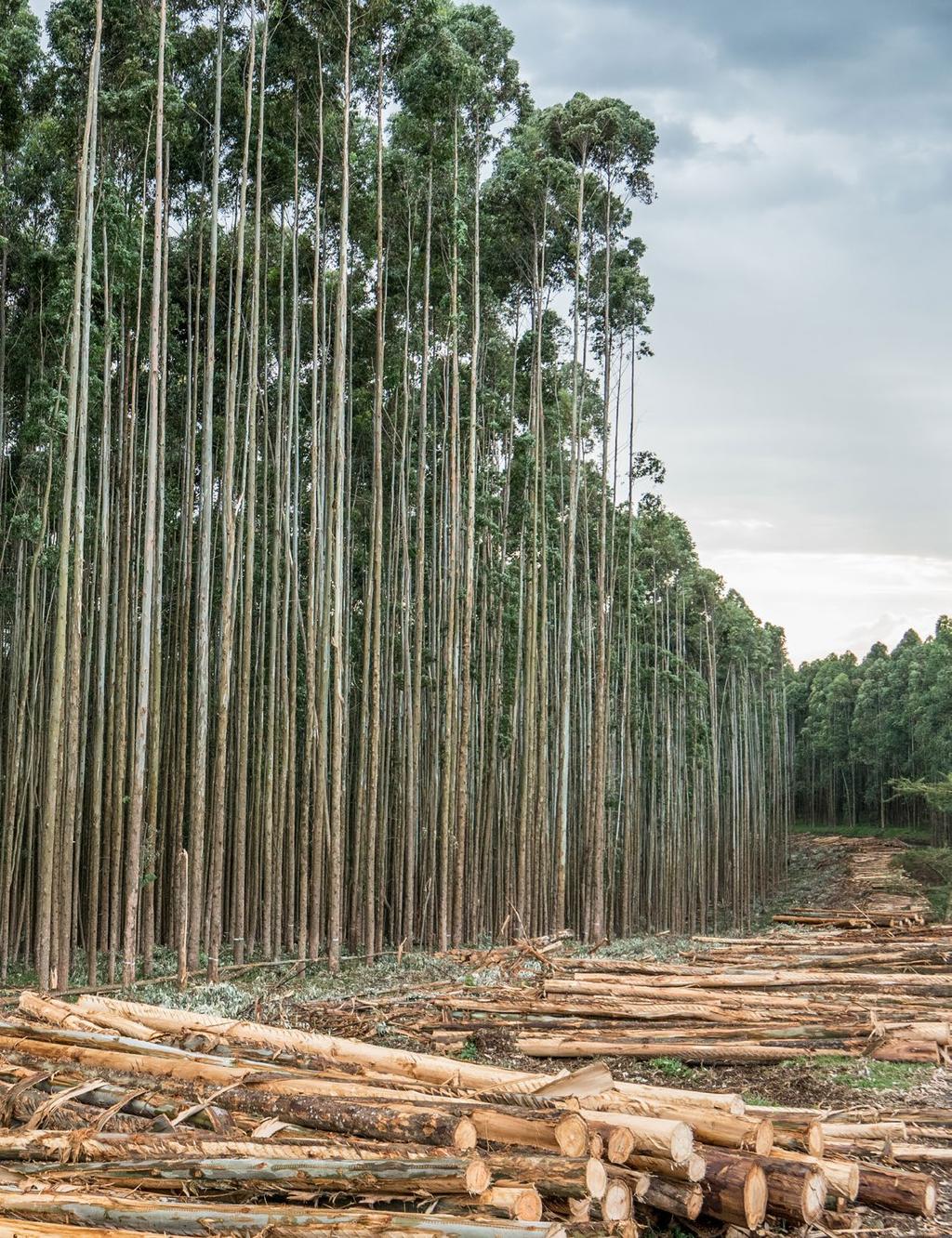 Global deforestation is accelerating. Extractive industries and land conversion for agricultural products like beef, soy, palm oil, and pulp and paper are driving tropical deforestation.