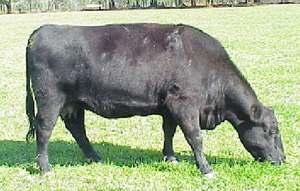 June calving considerations Advantages Cows accumulate condition prior to calving Early fall breeding season Good calving conditions