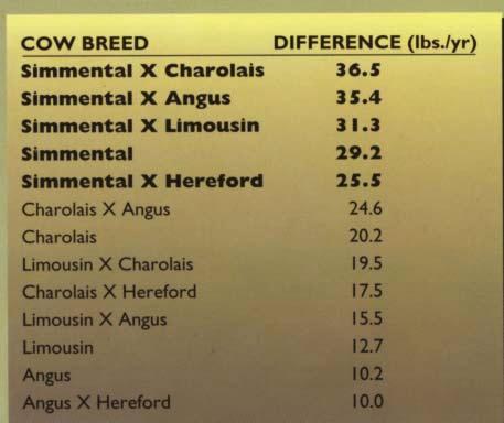 Canada :The advantage of the Simmental cross cow Presented here in pounds of calf produced per cow per year (fertility, milk, growth, survival) compared