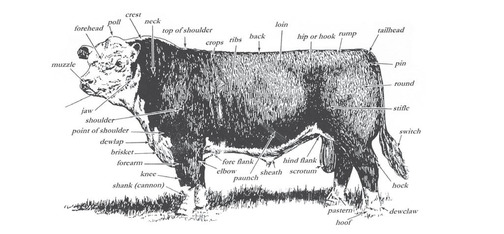BULL SELECTION Hind legs and feet: When a bull mounts a cow, he straightens up the joints in his hind legs. When he thrusts, he further straightens the legs.