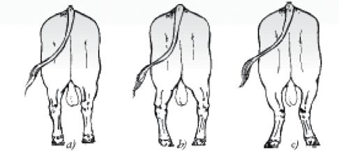 Straightness in the hind leg can be seen in the hock and pastern joints, and this indicates straightness in the stifle and hip.