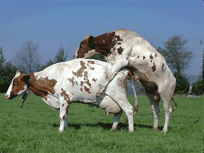 Genetic improvements of novel health traits in dual-purpose cattle Impossible to