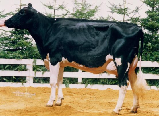 Breeding history 1965 2005 DSN cow Paula Sire Troll HF-cow Pretty Sire