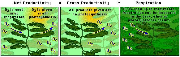 7) Explain how we can measure primary productivity (your explanation must reference the illustrations above) Concept 8) What is the equation for photosynthesis?