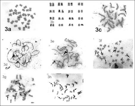 238 sobita and bhagirath Fig.3 a&b. Mitotic metaphase and karyotype from kidney cells of C. punctatus.fig.3 c,d&e.