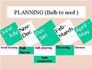 Bulb to seed method A. Bulb Production stage a) Climatic requirement Though it is possible to produce bulbs in different climatic conditions, mild climate is reported to be very good.