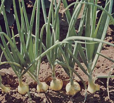 B. Seed Production Stage a) Selection of bulb True to type bulbs are selected based on colour, size and shape kept in ventilated storage in rabi crop and in kharif crop bulbs are planted after curing