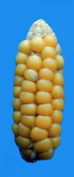 architecture in corn,