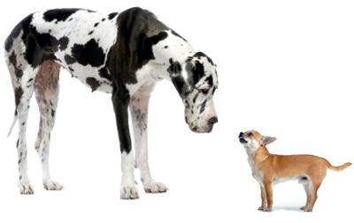 But plant and animal domesticates may be different Dogs: 3 SNPs explain