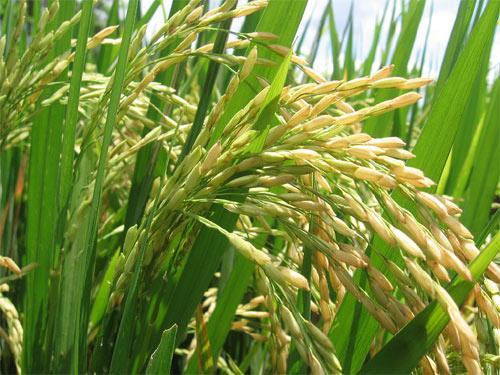 Rice (Oryza sativa) Bayer Inicial process: 2013 Commercial approval: