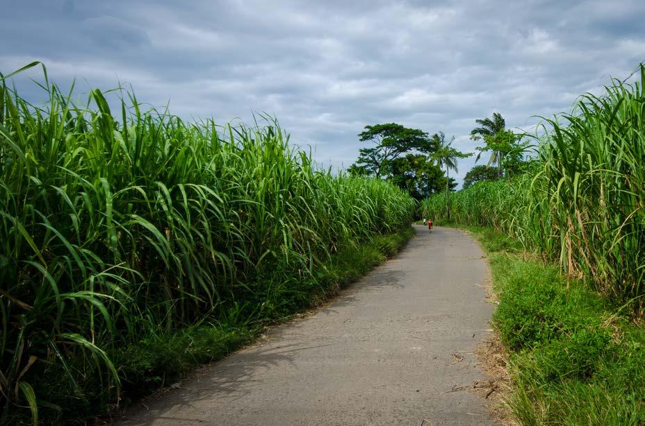 5.3.5 Biodiversity & Natural Resources Agricultural systems such as sugarcane production are built upon and rely on ecosystem services.
