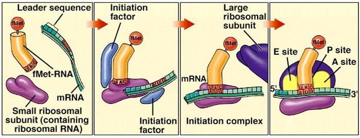 Gene Expression DNA to Protein - 11 Initiation The small rrna subunit has a binding site for mrna molecules during protein synthesis and the initiator trna.