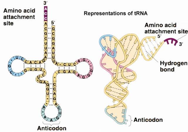 During protein synthesis the two subunits bind together. 3. Transfer RNA (trna) There are a variety of trna molecules in the cytoplasm of the cell.