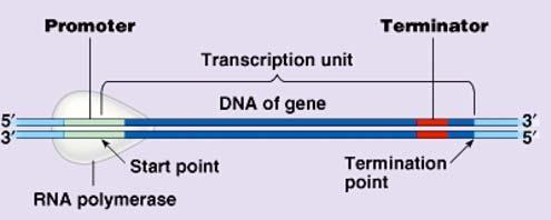Gene Expression DNA to Protein - 7 How it works: Details of Transcription and Translation RNA synthesis, or transcription, uses DNA as a template, and occurs in the nucleus.