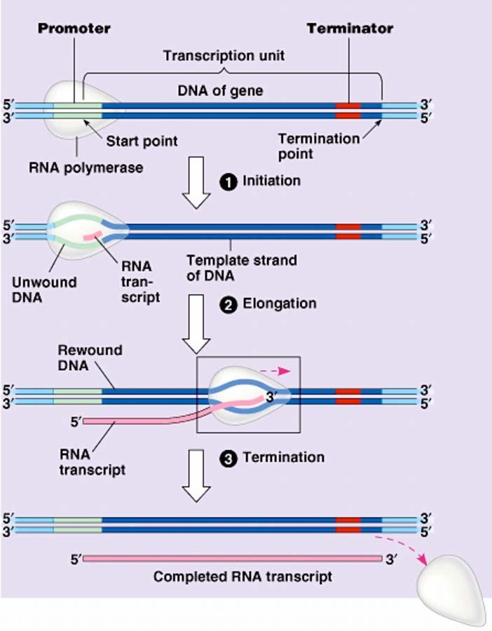 As one mrna is being transcribed, a new RNA polymerase molecule attaches to its transcription factors at the promoter and starts transcribing a second.