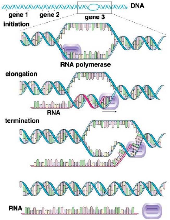 Termination There is a terminator sequence that tells the RNA polymerase to stop. This is the termination signal.