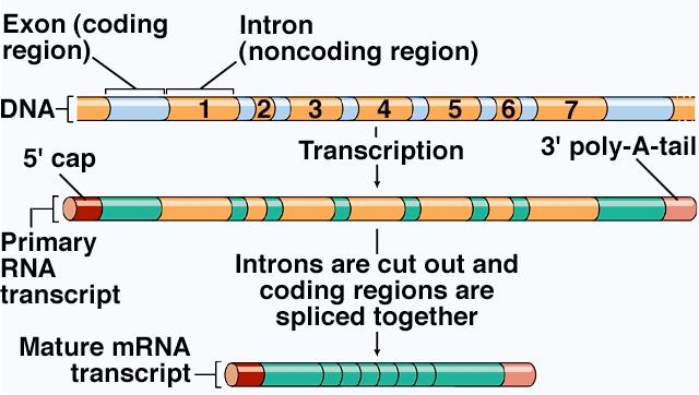 Gene Expression DNA to Protein - 9 Processing the mrna Transcript Cap and Tail After transcription, the mrna transcript has both a cap and a tail added.