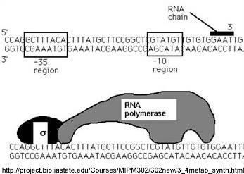 The Promoter The promoter serves as the binding sites for RNA