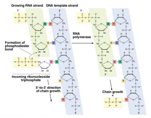 Elongation RNA synethesis using DNA as a template Occurs only on 1 of the 2 DNA strands at anytime 5 to 3 polymerization of the new chain