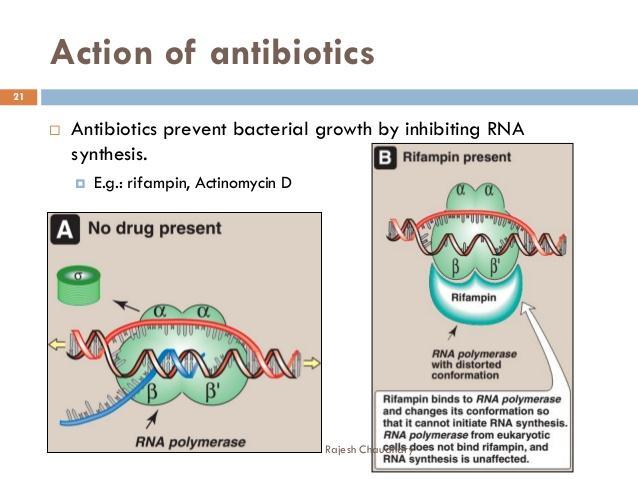Rifampicin is a semisynthetic antibiotic produced from Streptomyces mediterranei. It has a broad antibacterial spectrum, including activity against several forms of Mycobacterium.