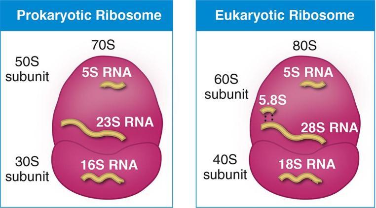 ER-bound ribosomes