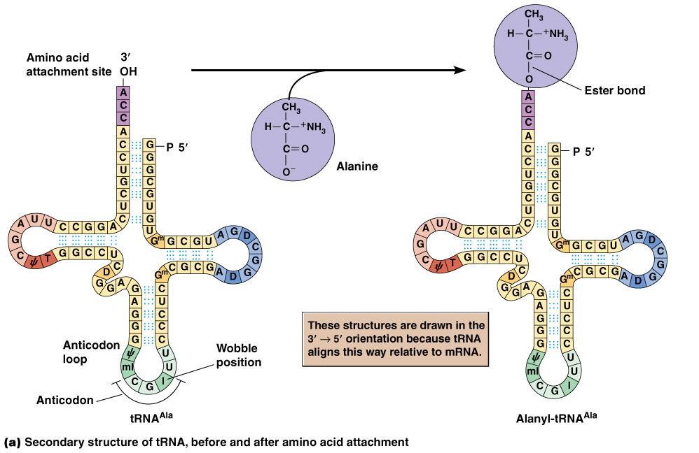 trna trna is charged with amino acids on its 3 end and carries it to the site of polymerization in the ribosome.