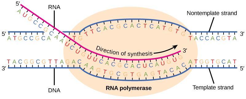 RNA synthesis (Transcription) The principle RNA synthesis using DNA as a template Occurs only on 1 of the 2 DNA strands at anytime 5 to 3 polymerization of the new chain Complimentary & anti-parallel