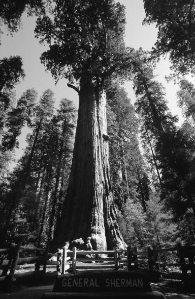 3 The largest tree in the world grows in California. It is called General Sherman. 5 Vanessa Vick / Science Photo Library (a) All trees are producers.