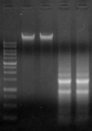 Page 9 DNA/RNA/Protein Extraction Kit Functional Test Data Figure 1. Genomic DNA and Total RNA from 1.5 x 10 6 HeLa cells was extracted using the DNA/RNA/Protein Extraction Kit.
