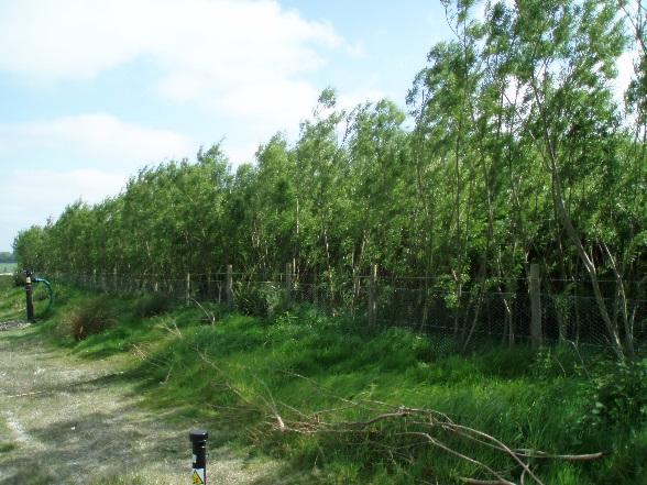 Irrigated plantation of fast-growing willows for